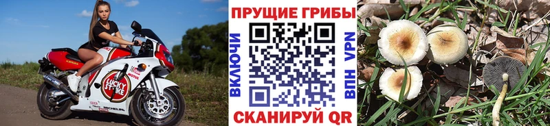 Галлюциногенные грибы MAGIC MUSHROOMS  Спас-Клепики 